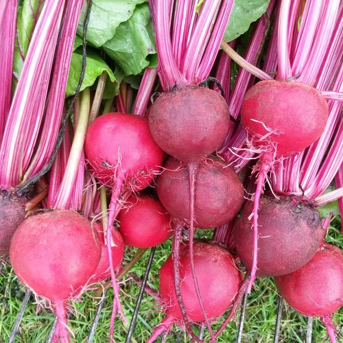 BEETS 'Guardsmark Chioggia'