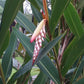 GINGER 'Shell' --Alpinia zerumbet--