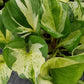 Epipremnum aureum --Manjula Pothos--