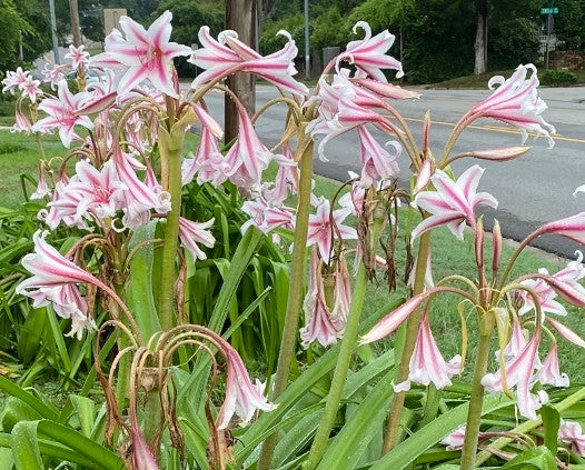 Crinum --Milk and Wine Lily--