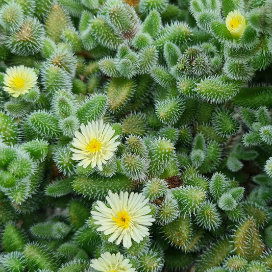Delosperma echinatum --Pickle Plant--