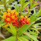 Asclepias curassavica --Apollo Orange Tropical Milkweed--