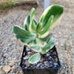 Crassula ovata --Lemon Lime Jade Plant--