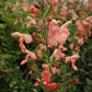 Salvia greggii --California Sunset Autumn Sage--