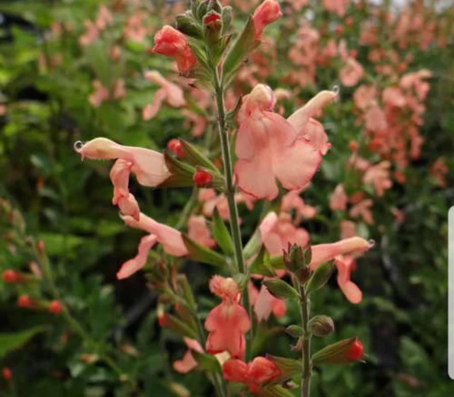 Salvia greggii --California Sunset Autumn Sage--
