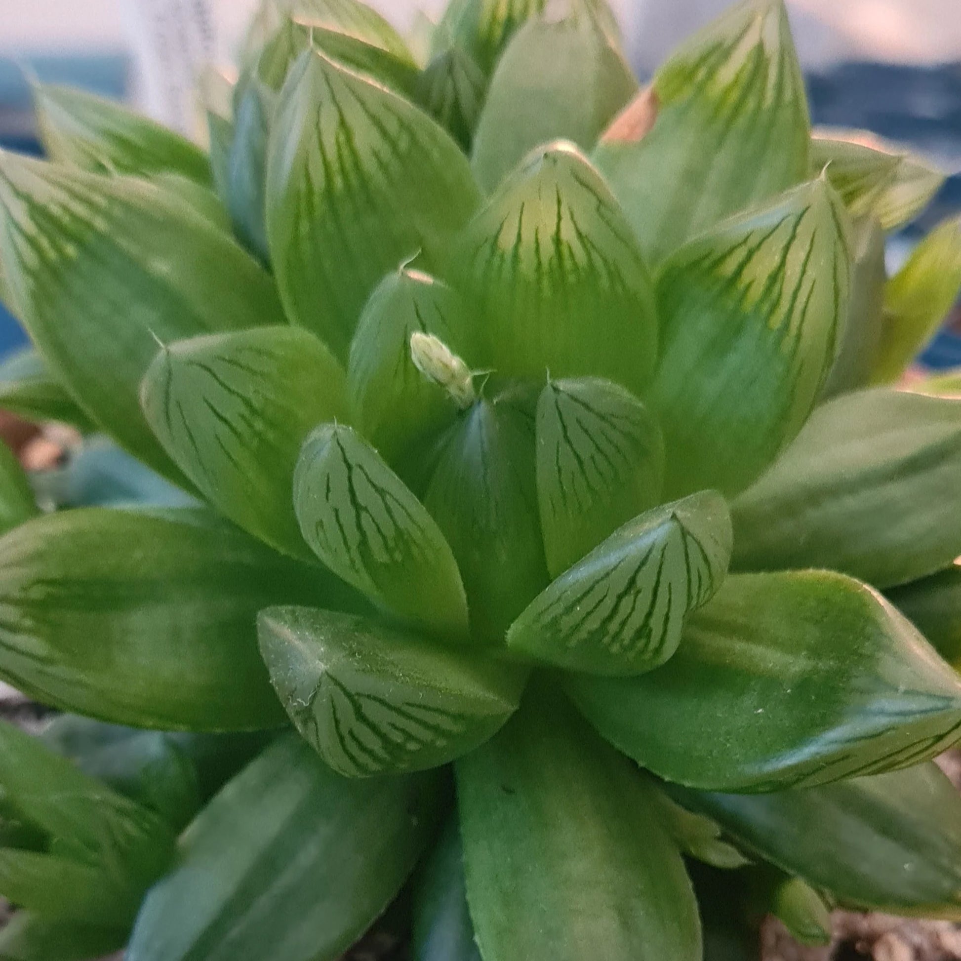 cathedral succulent Haworthia cymbiformis --Cathedral Window Haworthia--