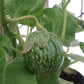 EGGPLANT 'Petch Siam'