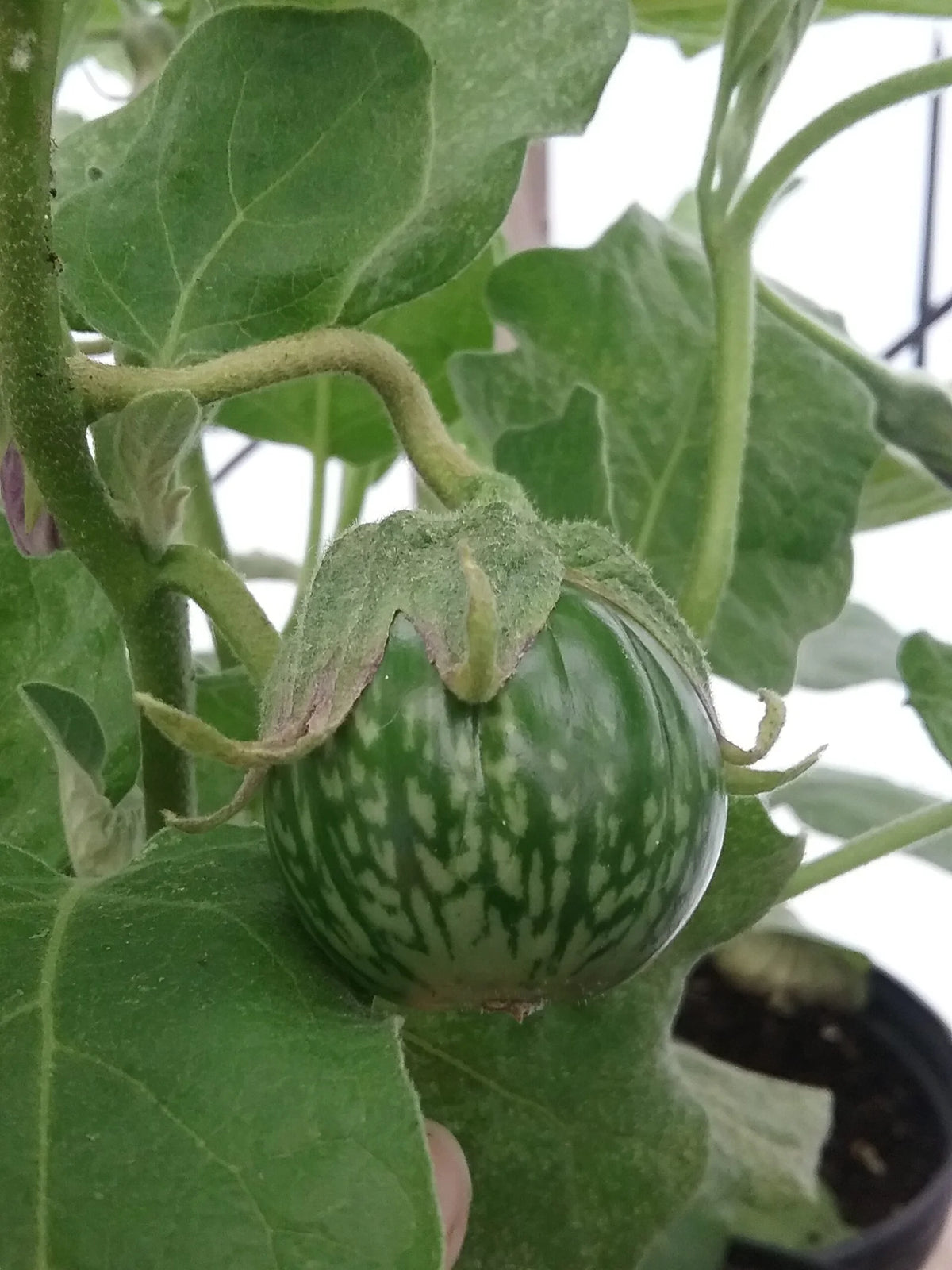EGGPLANT 'Petch Siam'