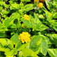 Lantana camara --Variegated Yellow Lantana--