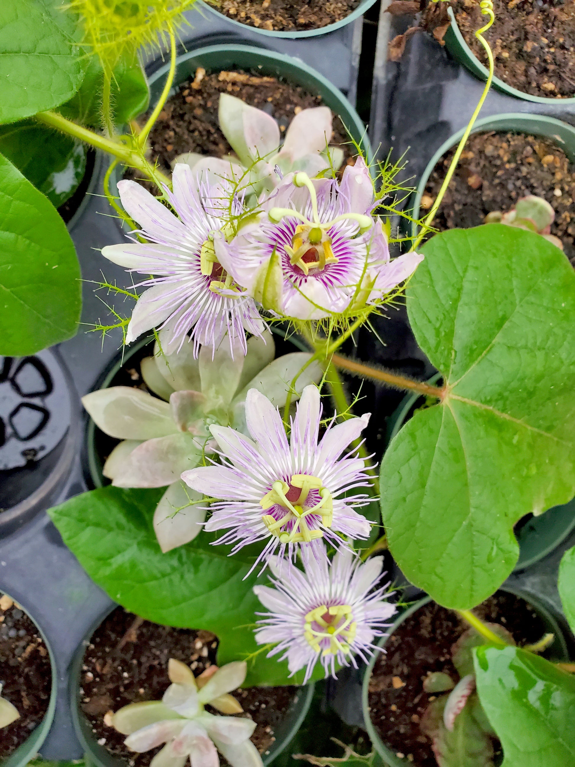 PASSIONFLOWER 'Native' --Passiflora foetida--