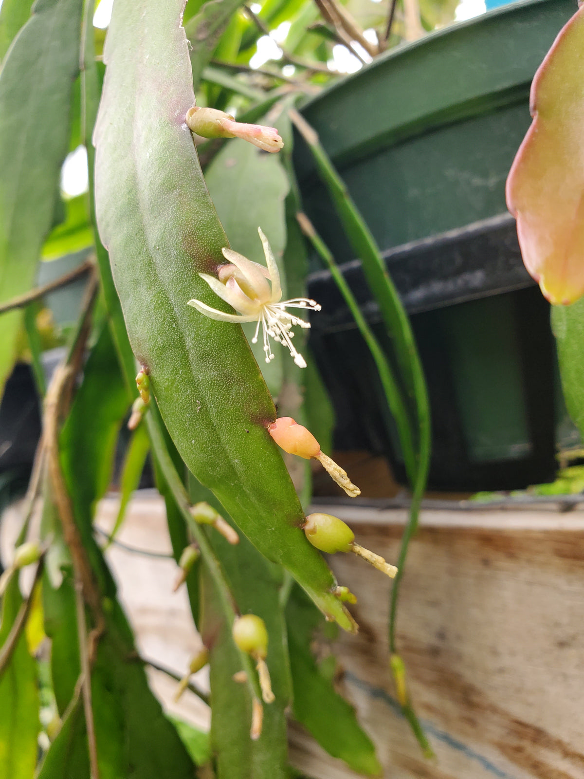 Pseudorhipsalis ramulosa --Red Rhipsalis-- - Plant Delivery Elgin ...