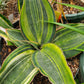 Sansevieria masoniana 'Variegata' --Variegated Whale Fin Snake Plant--