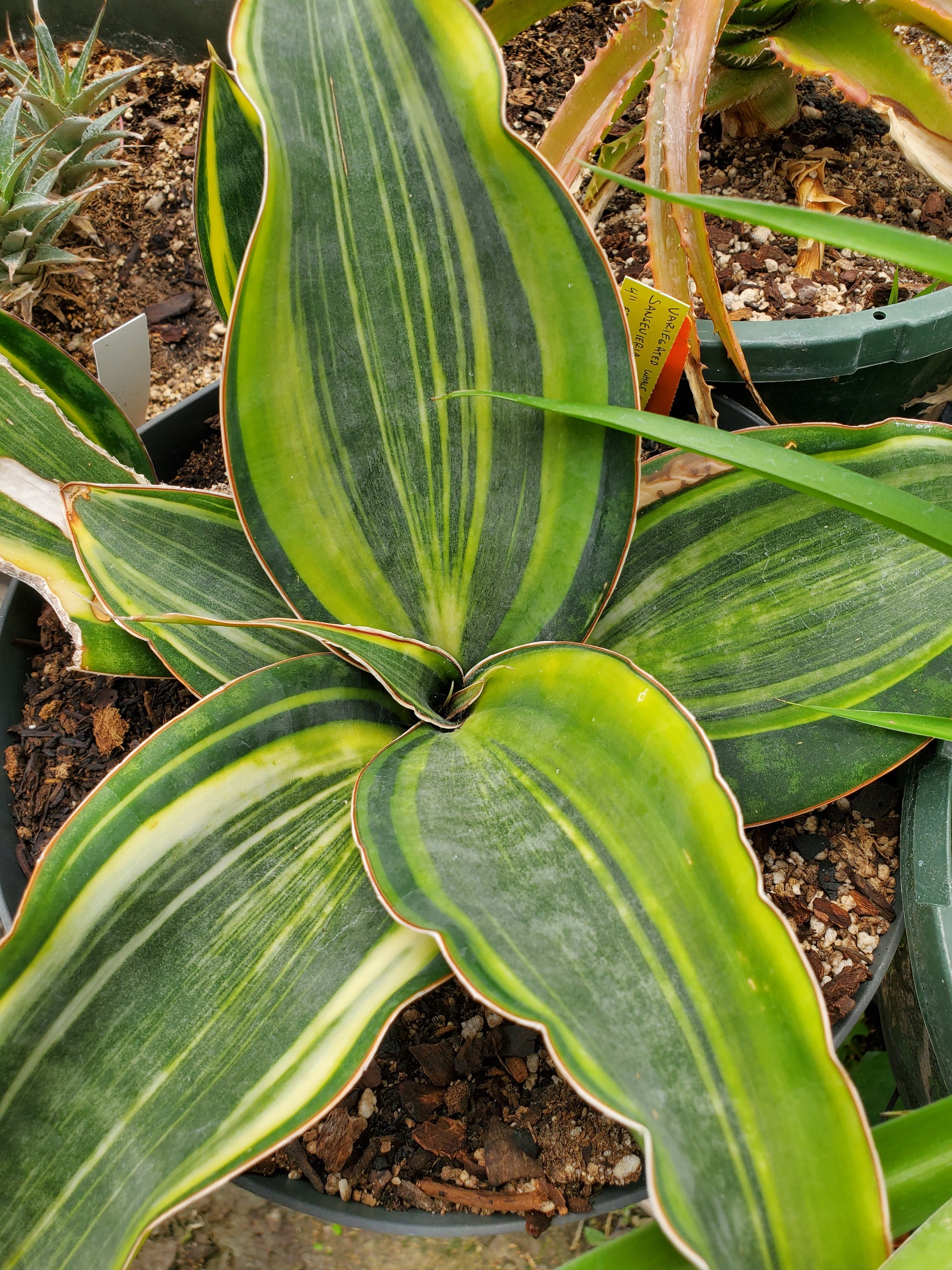 sansevieria blue leaf variegated Sansevieria masoniana 'Variegata' --Variegated Whal