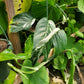 Epipremnum pinnatum --Albo Pothos--
