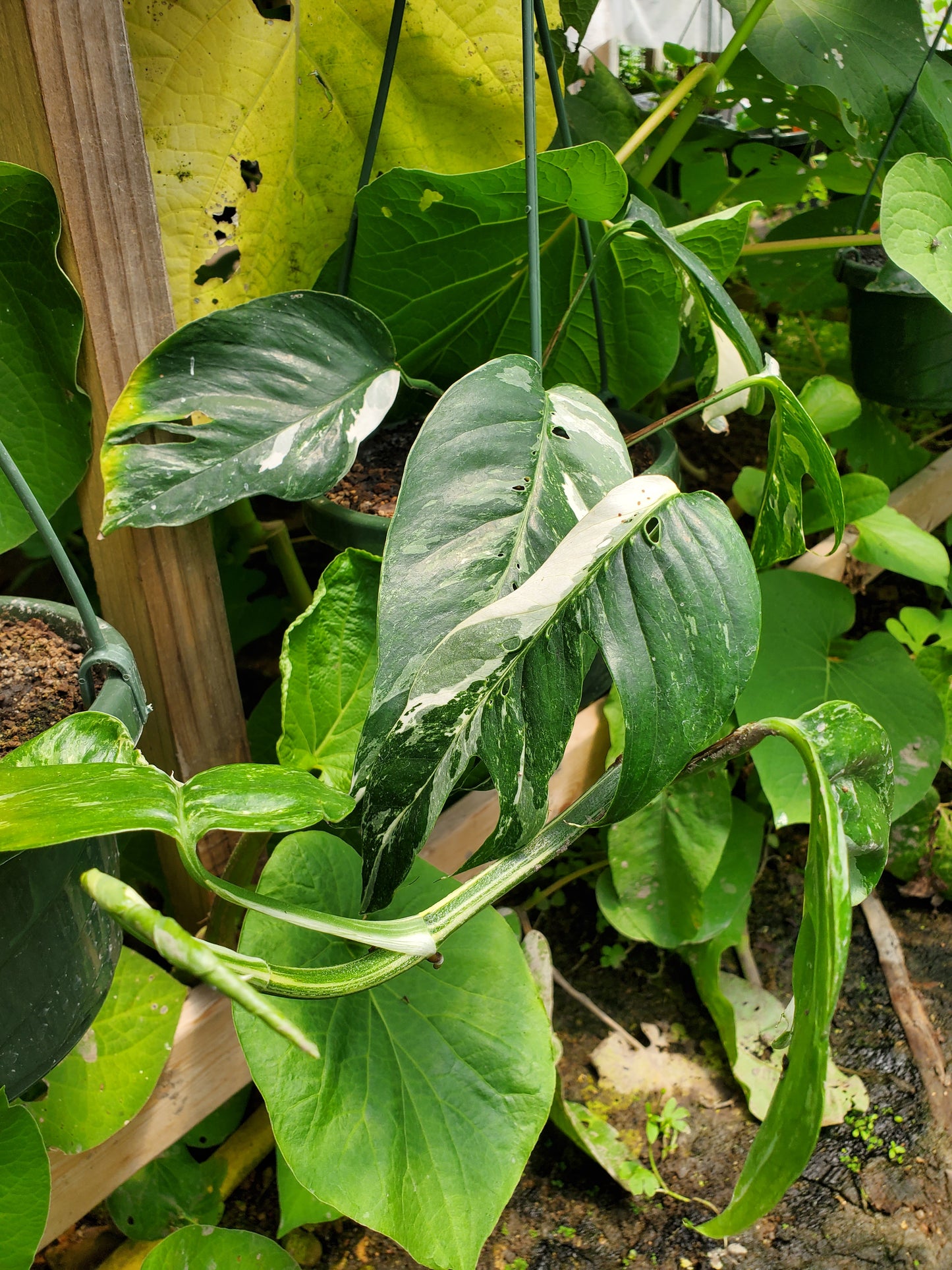 Epipremnum pinnatum --Albo Pothos--