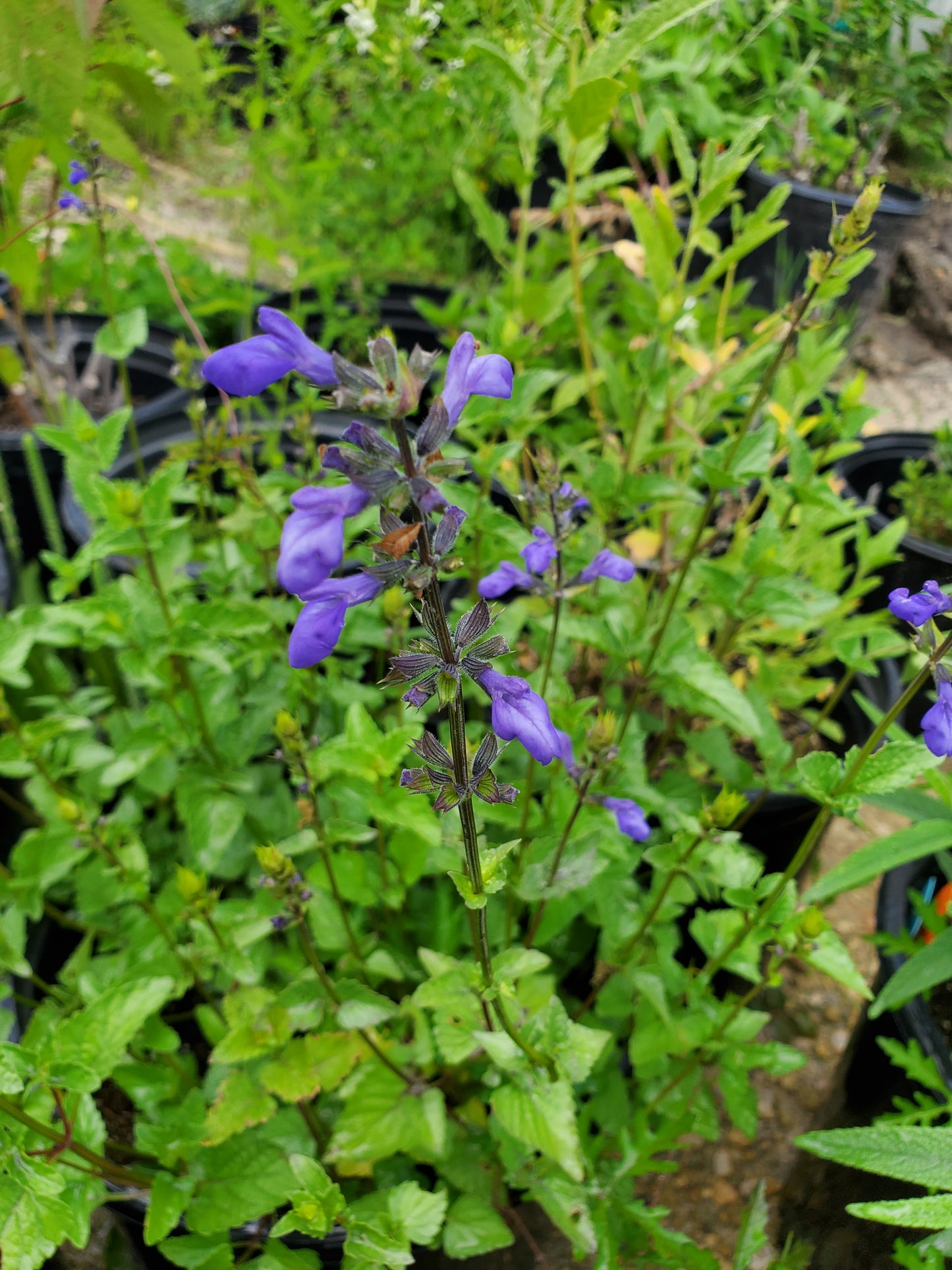 Salvia arizonica --Desert Indigo Sage--