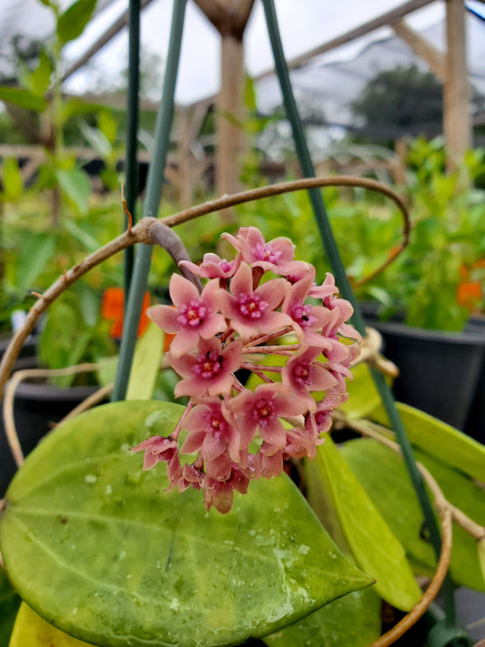 Hoya hanhiae 'Pink'