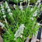 Salvia farinacea --Mealycup Augusta Duelberg Sage--