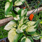 Epipremnum aureum --Manjula Pothos--