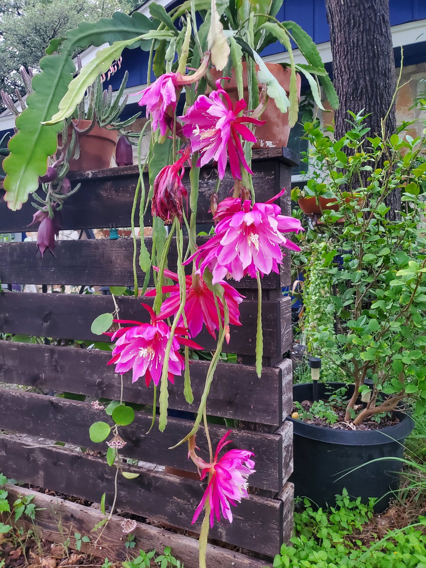 Epiphyllum x. 'Red' --Red Orchid Cactus--
