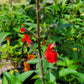 Salvia blepharophylla --Eyelash-Leaf Sage--