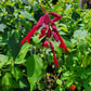 Salvia holwayi --Holway's Sage--