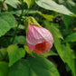 Abutilon x. roseus --Pink Flowering Maple--