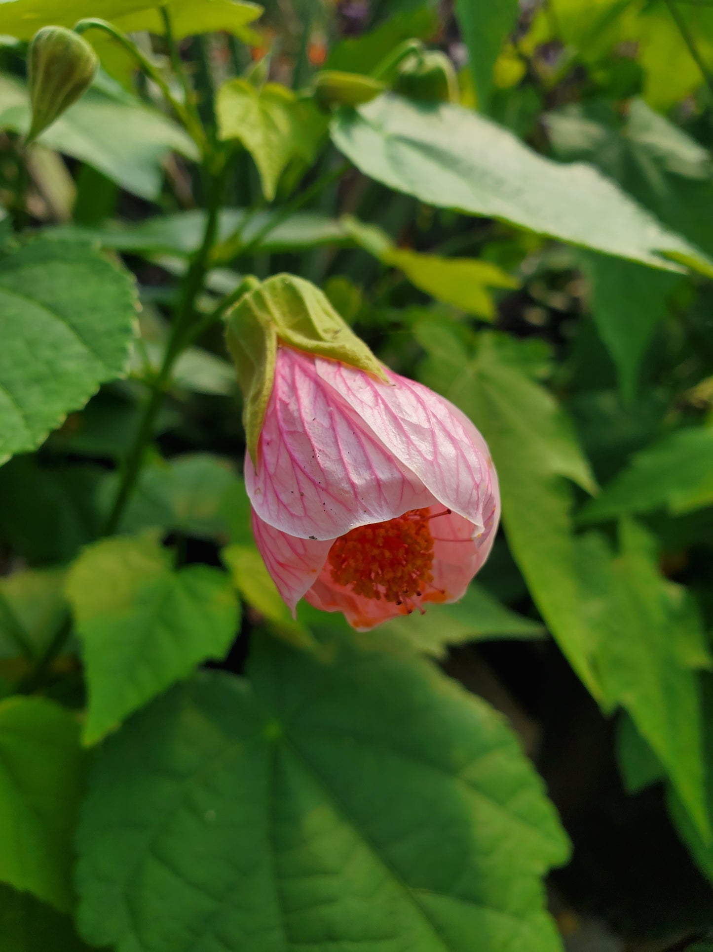 Abutilon x. roseus --Pink Flowering Maple--