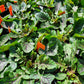 Salvia lyrata --Lyre-leaf Sage--