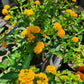 Lantana camara --New Gold Lantana--