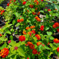 Lantana camara --Dallas Red Lantana--