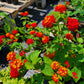 Lantana camara --Dallas Red Lantana--