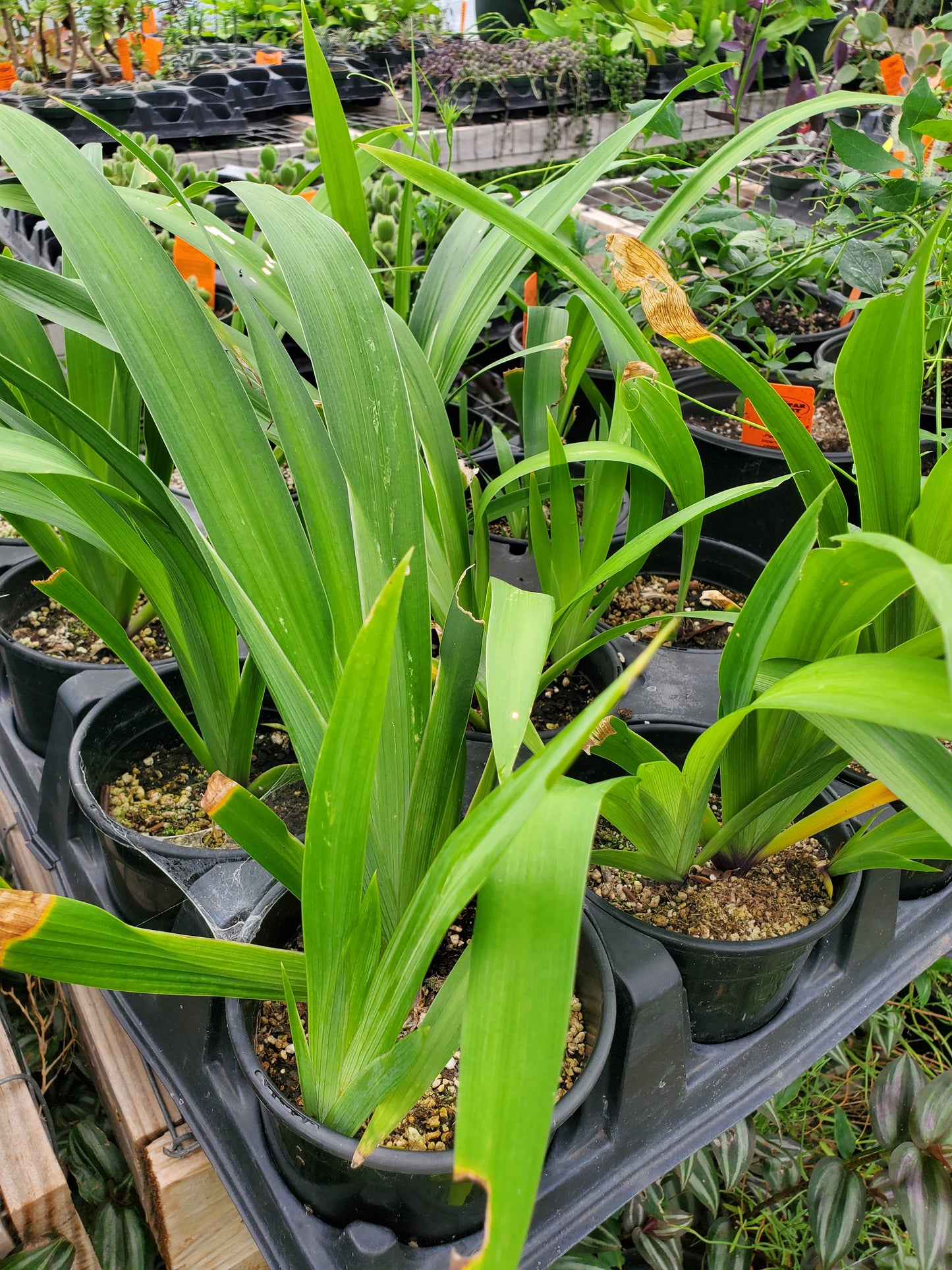 Iris japonica 'Eco Easter'