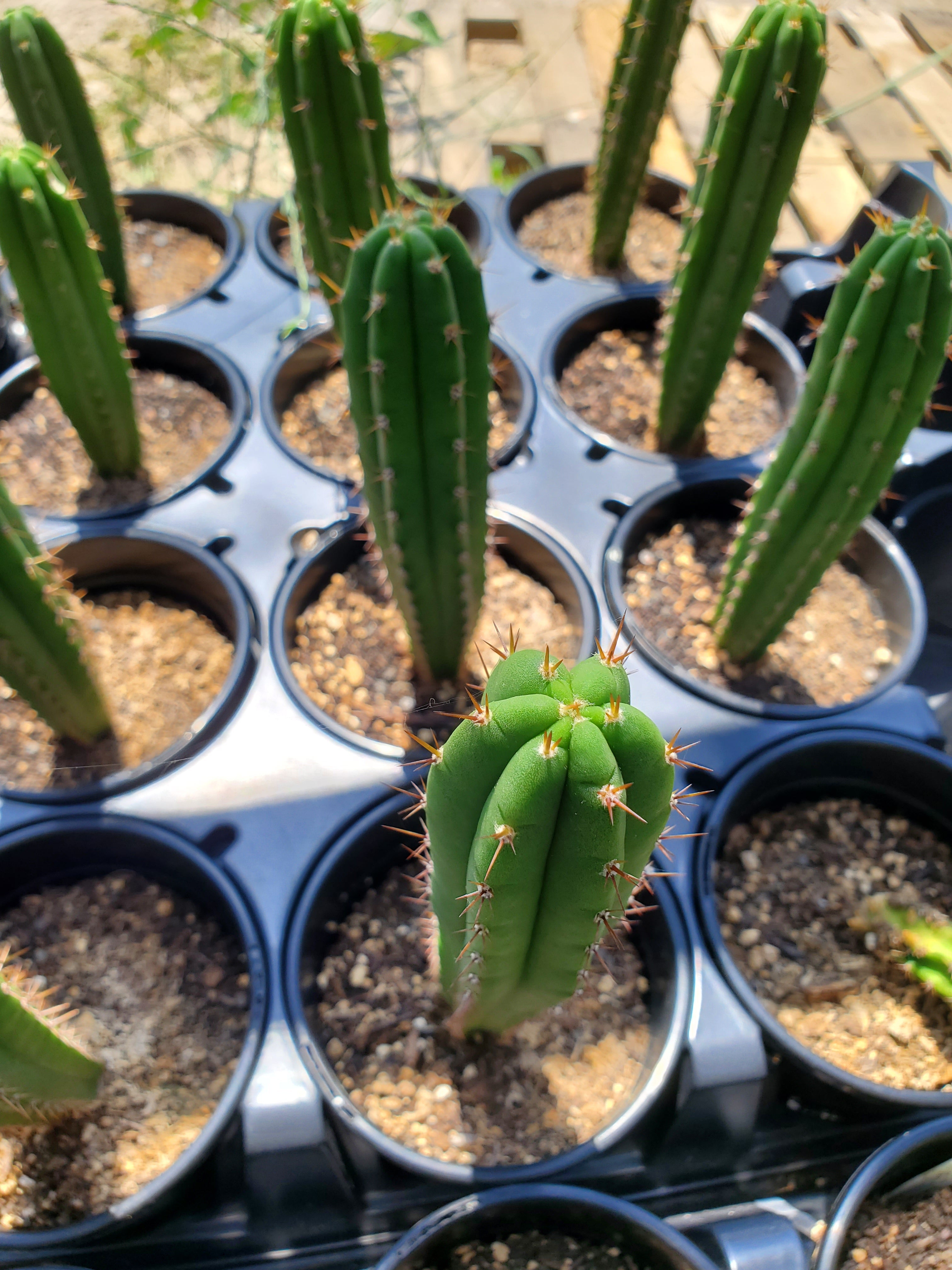 Trichocereus pachanoi 'Alpine x Dafq' - Plant Nursery – Lone Star Nursery