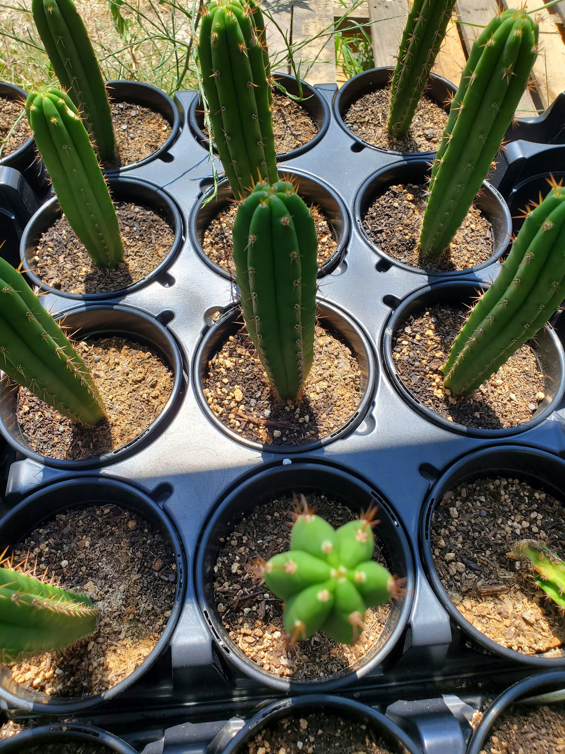 san pedro cactus bunnings Trichocereus pachanoi 'Alpine x Dafq'