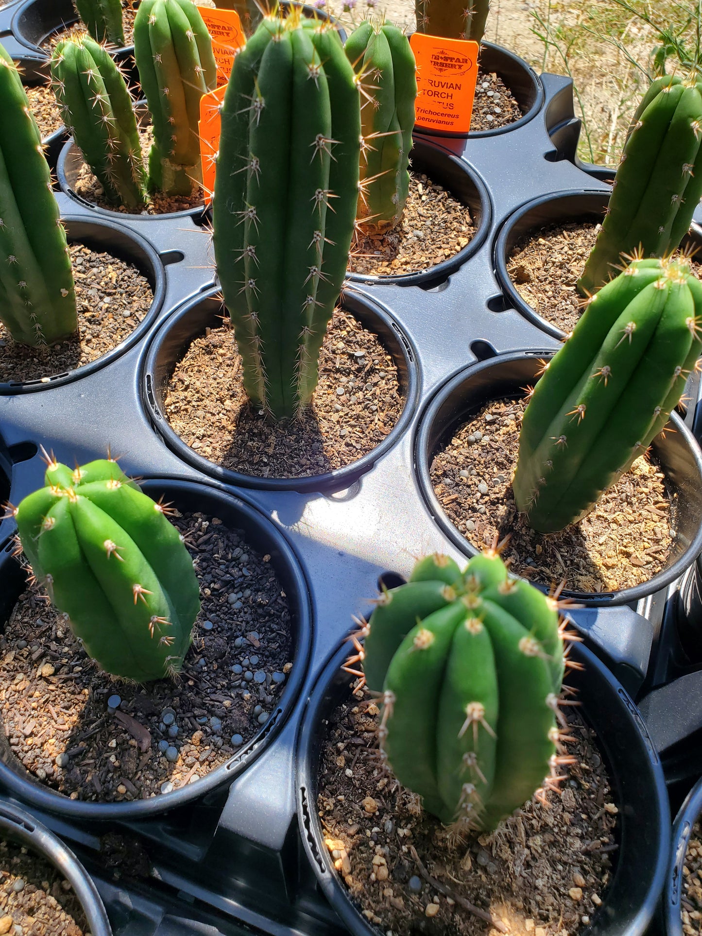 Trichocereus peruvianus --Peruvian Torch Cactus--