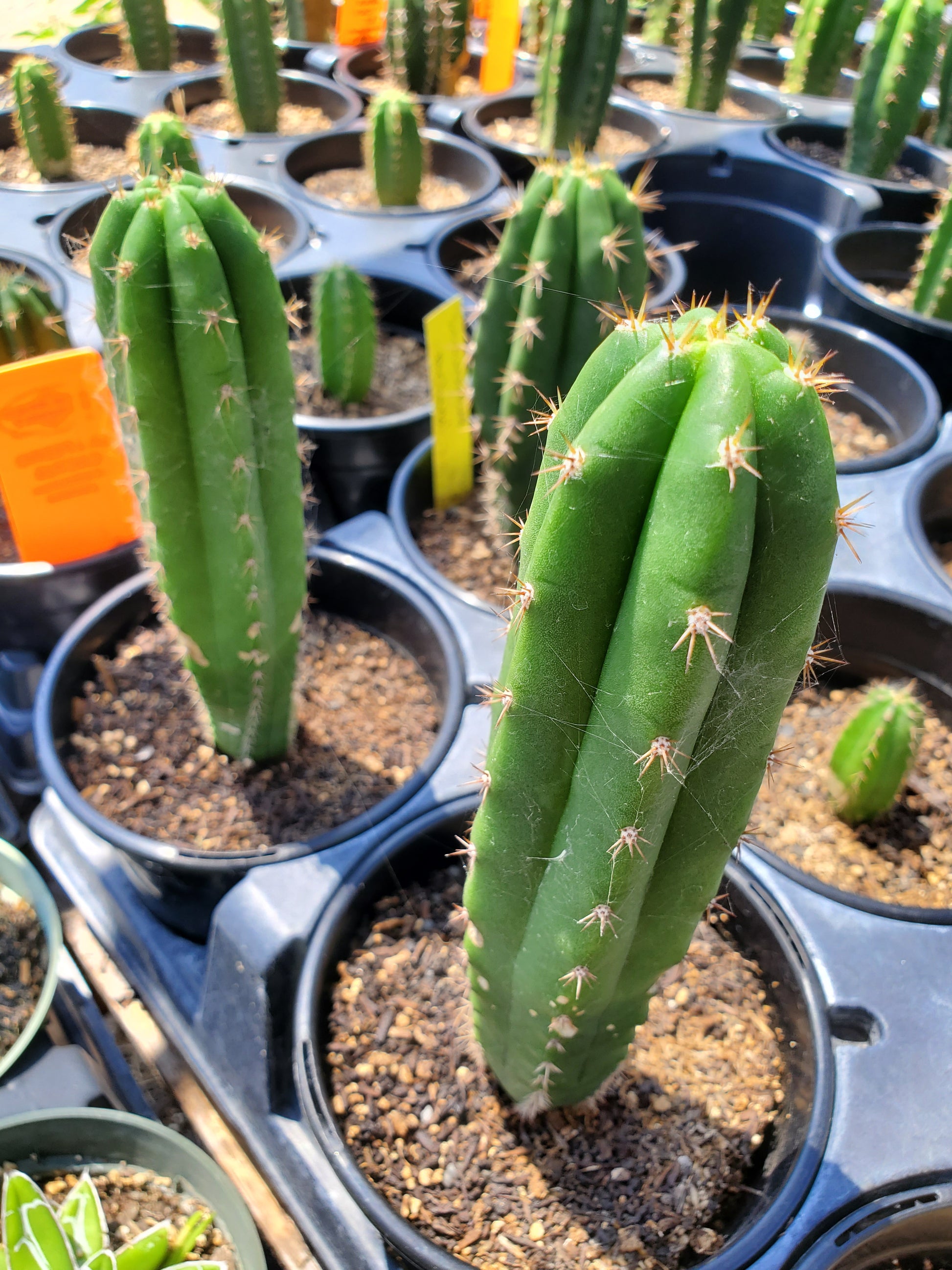 san pedro cactus austin Trichocereus pachanoi 'Seed-Grown' --San Pedro Cactus--