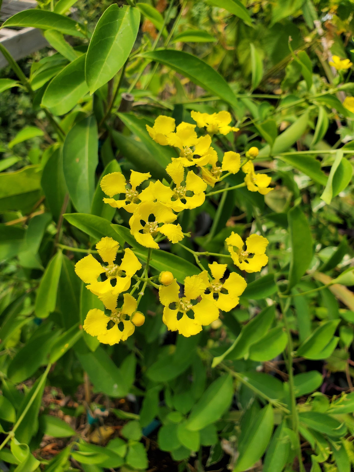 Mascagnia macroptera --Yellow Butterfly Vine--