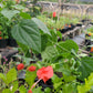 Malvaviscus drummondii --Big Momma Turk's Cap--