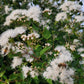 Eupatorium havanense --Fragrant Mistflower--