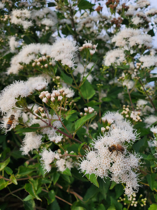 Eupatorium havanense --Fragrant Mistflower--