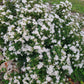 Eupatorium havanense --Fragrant Mistflower--