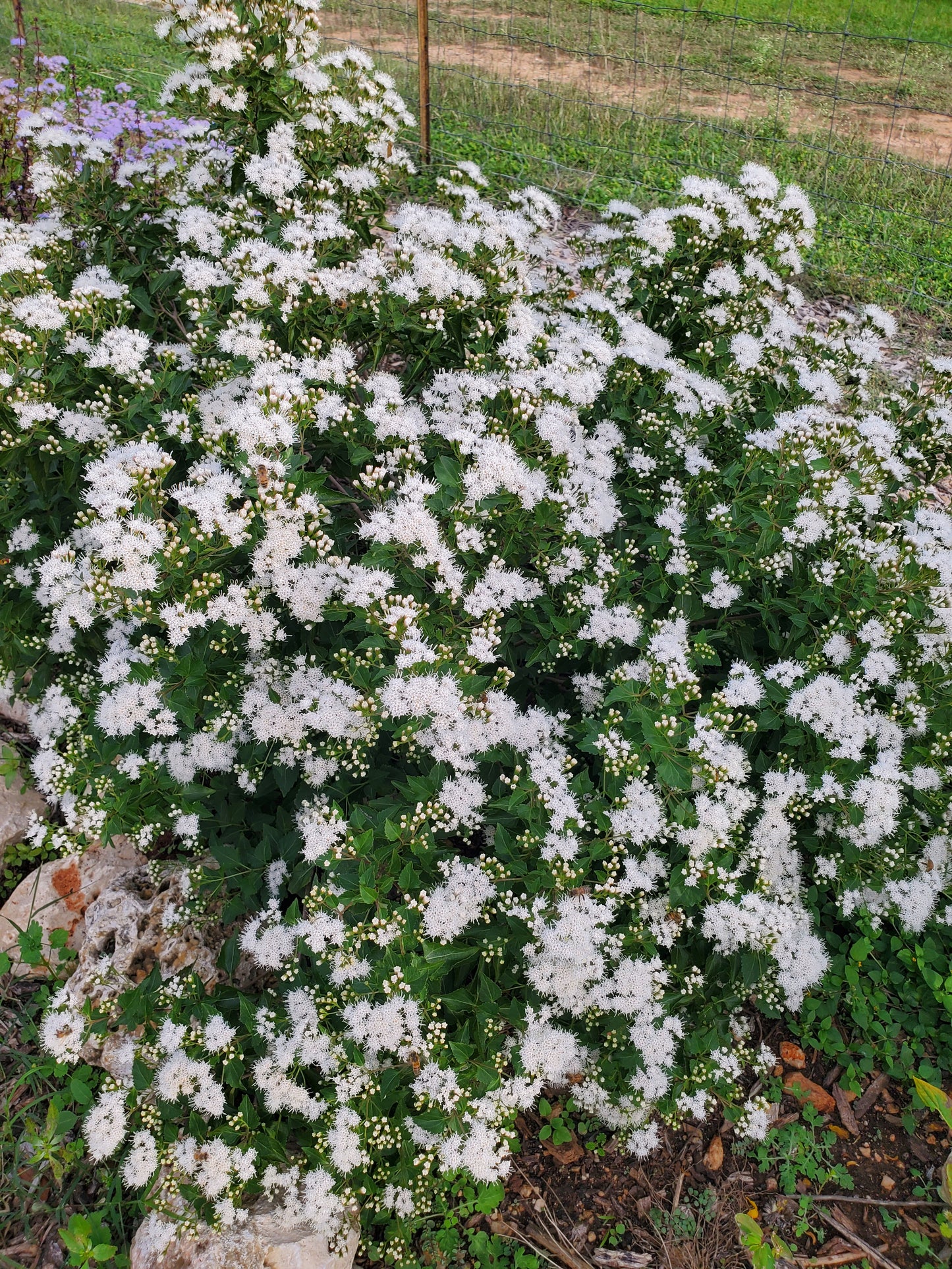 Eupatorium havanense --Fragrant Mistflower--