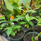 Hoya multiflora --Shooting Stars Wax Plant--