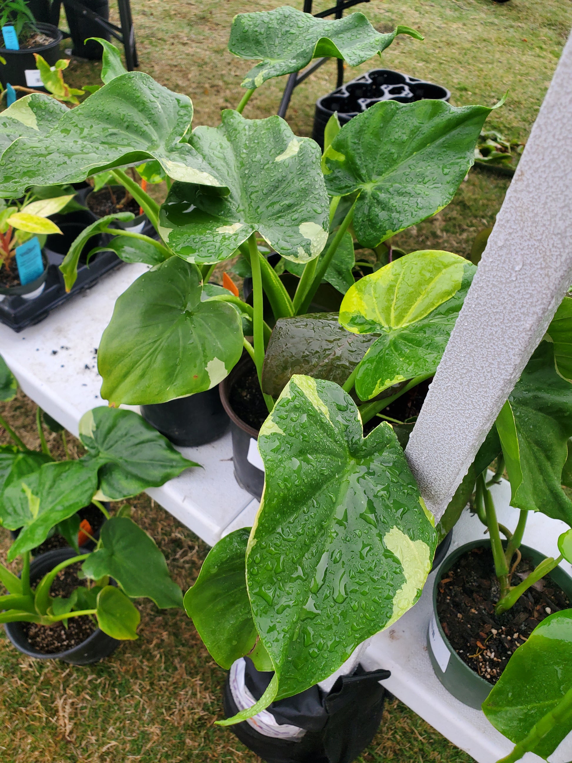 elephant ear plant yellow Alocasia cucullata --Yellow Tail Upright Elephant Ear-