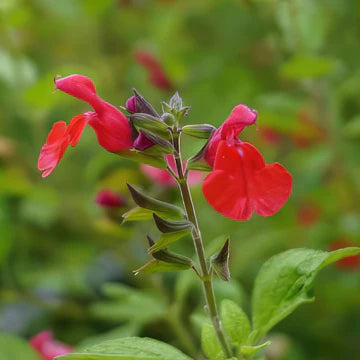 Salvia greggii --Red Autumn Sage--