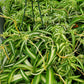 Chlorophytum comosum 'Bonnie' --Variegated Curly Spider Plant--