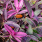Tradescantia pallida 'Purpurea' --Variegated Purple Heart Wandering Jay--