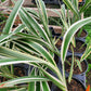 Dianella tasmanica 'Variegata' --Variegated Flax Lily--