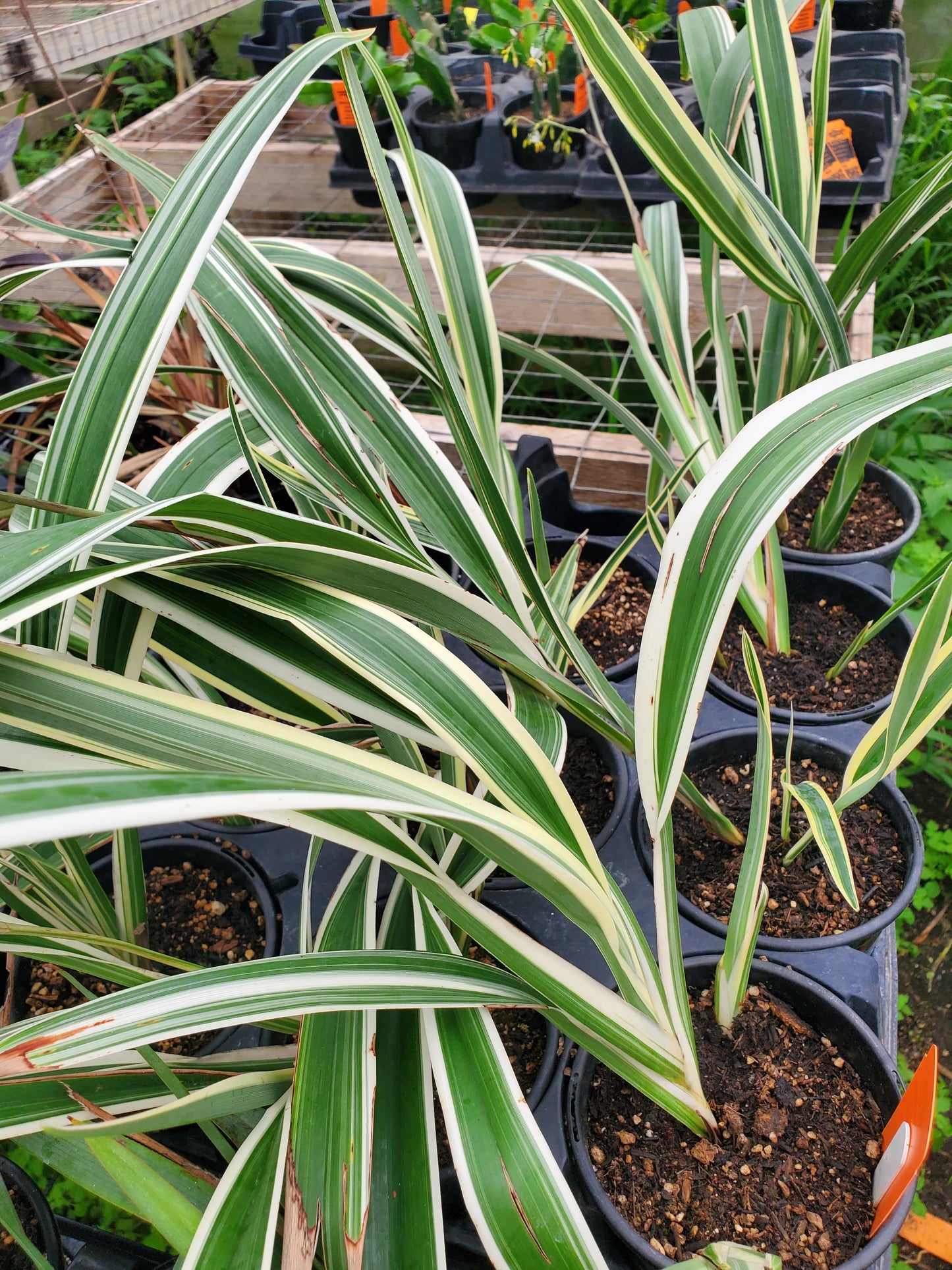 Dianella tasmanica 'Variegata' --Variegated Flax Lily--